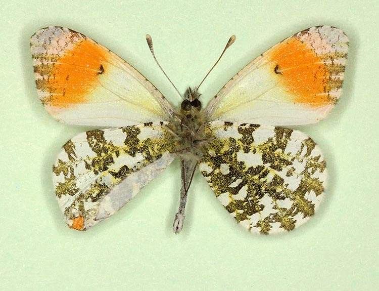 Anthocharis cardamines male (aberrant form homoeotic, verso) (Internet Image property of respective owner, non-commercial use only)